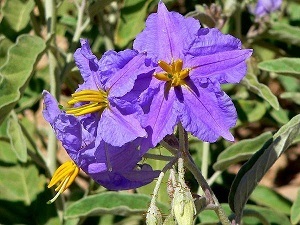 Thorny Nightshade Thai Eggplant  Solanum Virginianum