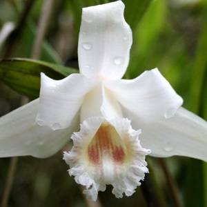 Land Orchid Sobralia Klotzscheana