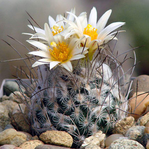 Cactus Turbinicarpus Dickisoniae Seeds