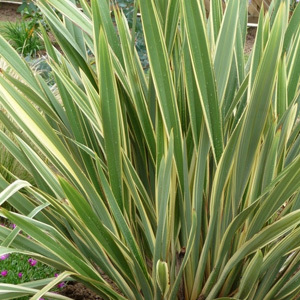 Variegated New Zealand Flax  Phormium Tenax Variegatum Seeds