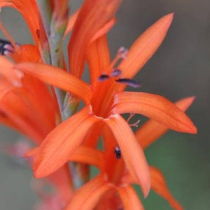 Dwarf Orange Bugle Lily Watsonia Gladioloides Seeds