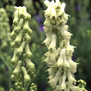 Aconitum Vulparia 'Wolfsbane' Seeds