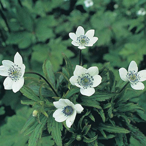 Anemone Leveillei 'Windflower' Seeds