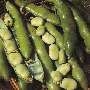 Broad Beans 'Sutton Dwarf'  Broad Bean Seeds