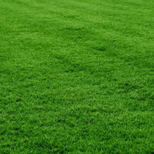 Bermuda Grass Seed