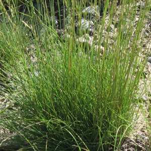 Hard Fescue Grass Seed