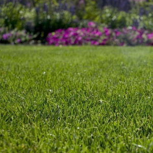 Kentucky Bluegrass Seed SSMG