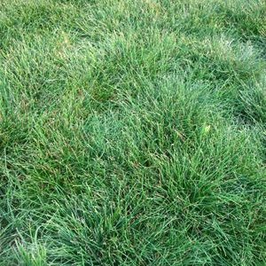 Sheep's Fescue Grass Seed