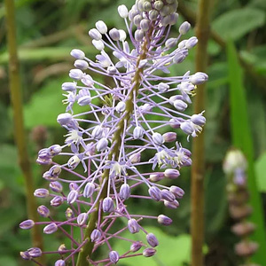 Merwilla Plumbea 'Blue Squill' Seeds