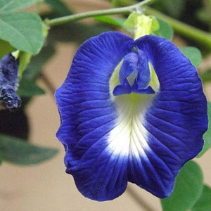 Clitoria Ternatea 'Butterfly Pea' Seeds