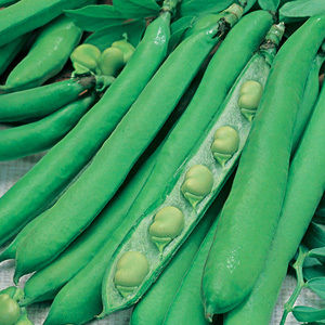 Broad Beans 'Masterpiece' Broad Bean Seeds