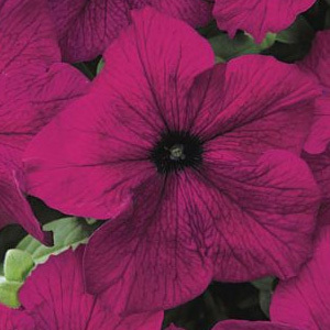 Petunia Velvet Mixed Pelleted Seeds