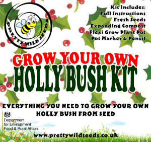Grow Your Own Holly Bush Kit
