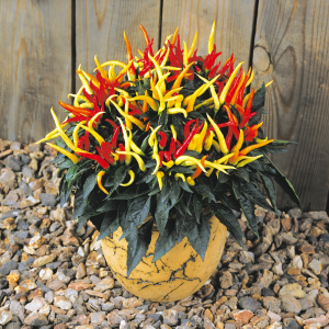 Capsicum F1 Medusa Seeds