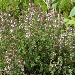 Thyme Herb Seeds