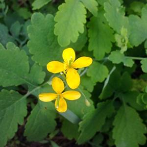 Greater Celandine Seeds