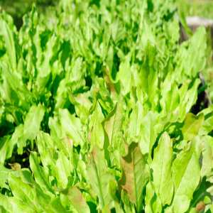 Common Sorrel Perennial Seeds