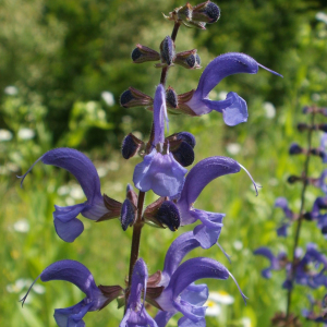 Salvia Pratensis 'Meadow Clary' Seeds
