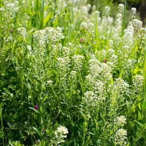 Field Pennycress Seeds