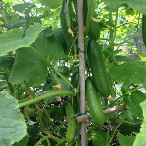 Cucumber Femspot Seeds