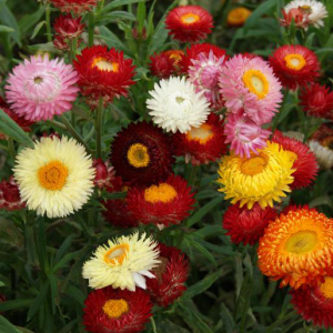 Helichrysum Bracteatum 'Mixed Straw Flower Paper Daisy' Seeds