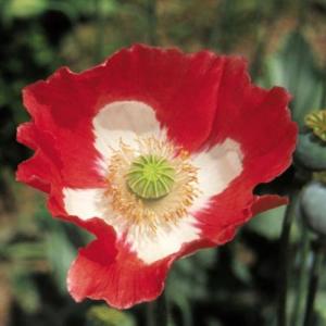 Poppy Papavar Victoria Cross Danish Poppy Seeds