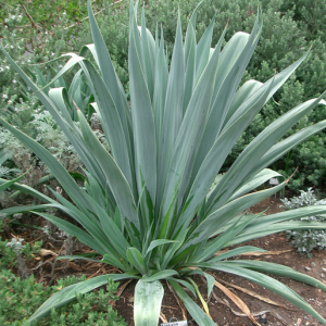 Beschomeria Yuccoides 'Mexican Lily' Seeds