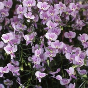 Trailing Lobelia 'Fountain Lilac' Seeds
