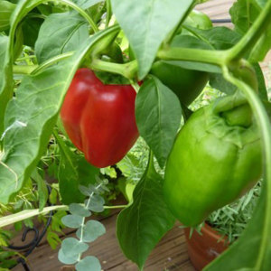 Bell Pepper Capsicum Sweet Pepper Californian Wonder Seeds