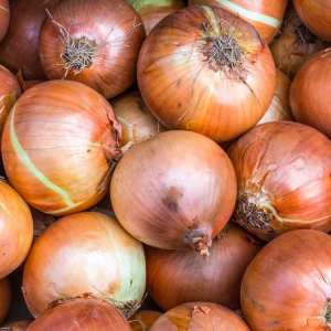 Onion Stuttgart Sets Grade; 14-21mm Free postage