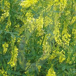 Yellow Blossom Green Manure Biennial Seeds