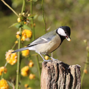 Mix 46 50/50 Mix for Birds & Wildlife