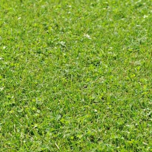 Hard Wearing Micro Clover Lawn Grass Seed