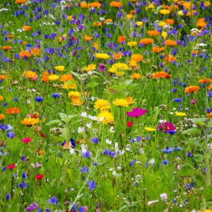 Mix 149 Pure Wildflower Meadow Wild & Scented