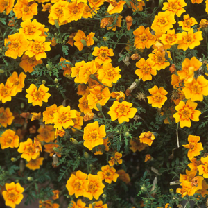 Tagetes Starfire Mix