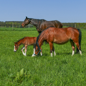 Horse & Pony Paddock Overseed Mix Grass Seed