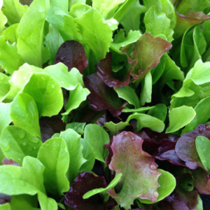 Lettuce Mixed Salad Baby Leaf Seeds
