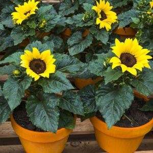 Miniature Sunflower Helianthus Annuus Incredible Seeds