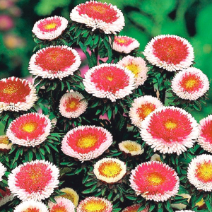 Chinese Aster Hi-No-Maru Seeds