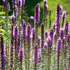 Liatris Spicata Rosy Purple Perennial Seeds