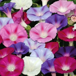 Ipomoea Tricolor Mixed Seeds