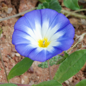 Dwarf Morning Glory Convolvulus Tricolor Blue Seeds