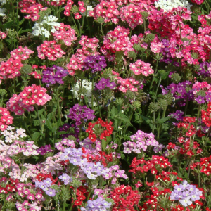 Verbena Hybrida Mixed Seeds