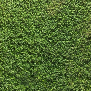 Micro Clover Euromic Very Low Growing  Micro Clover Trifolium Repens Seed