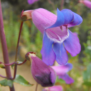 Penstemon Spectabilis Beardtongue Seeds