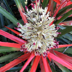 Wild Pineapple Bromelia Pinguin Seeds
