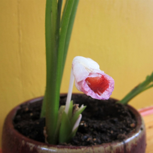 Orchid Ginger Caulokaempferia Sikkimensis Seeds