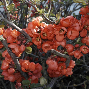 Japanese Quince Shrub Chaenomeles Japonica Seeds