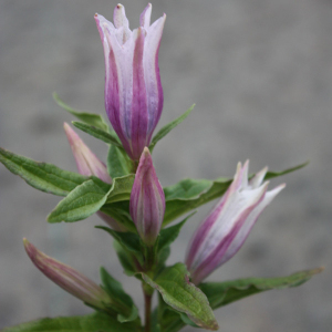 Gentiana Asclepiadea  Cascade Seeds