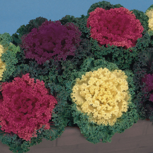 Ornamental Cabbage Kale Seeds Nagoya Mixed F1